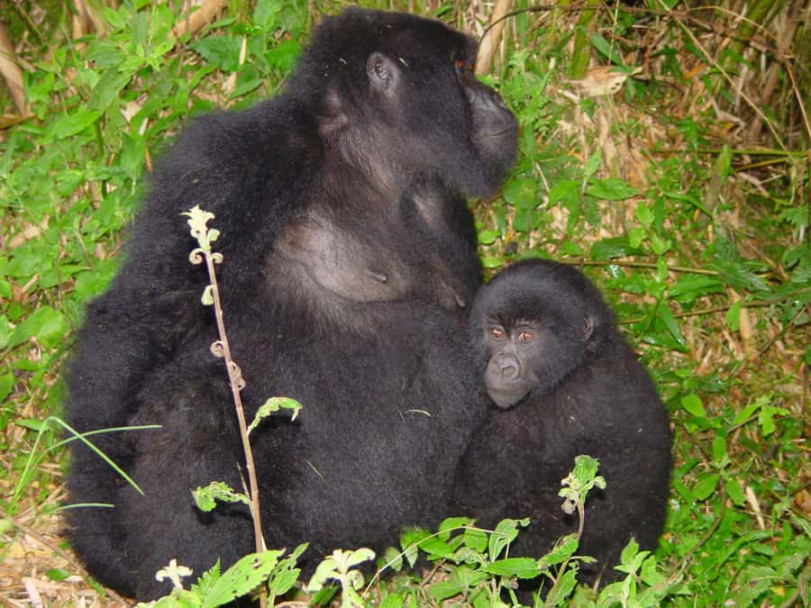 From Kigali: 2-Day Gorilla Trek: Bwindi Nat Park - Bring the Right Gear: Small Choices With Big Payoff