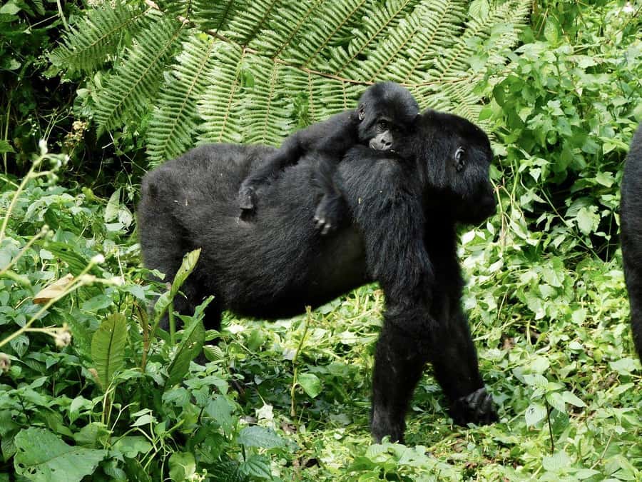 From Kigali: 2-Day Gorilla Trek in Bwindi - Key points to know before you go