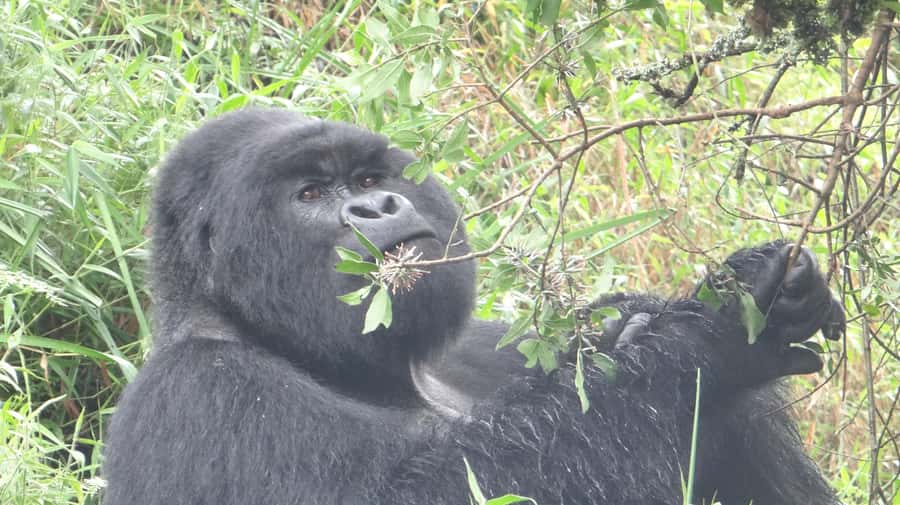 From Kigali: 2-Day Gorilla Trek in Bwindi - Road Trip from Kigali: what the long drive changes