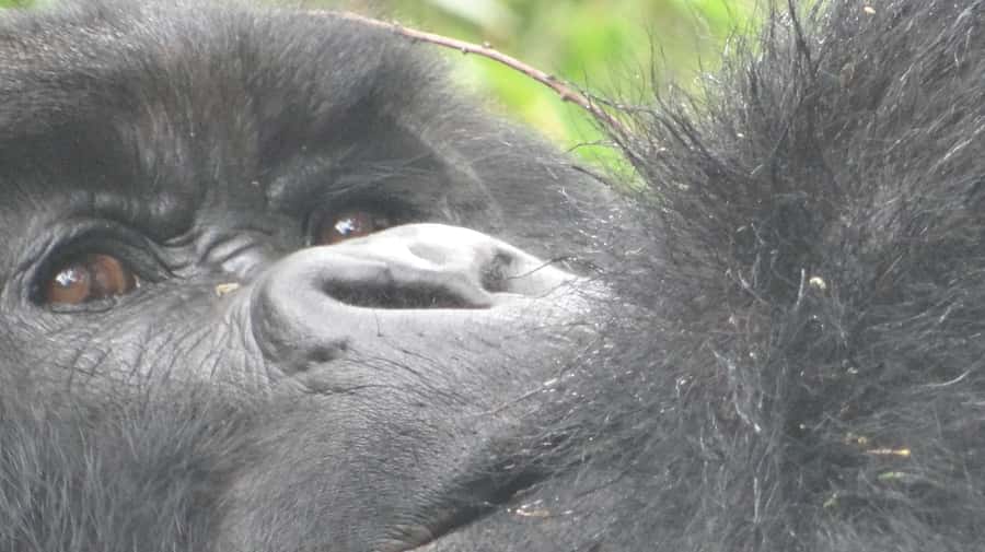 From Kigali: 2-Day Gorilla Trek in Bwindi - Day 1 in real life: arrive, settle, and be ready
