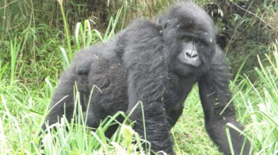 From Kigali: 2-Day Gorilla Trek in Bwindi - Border crossing and what’s actually included