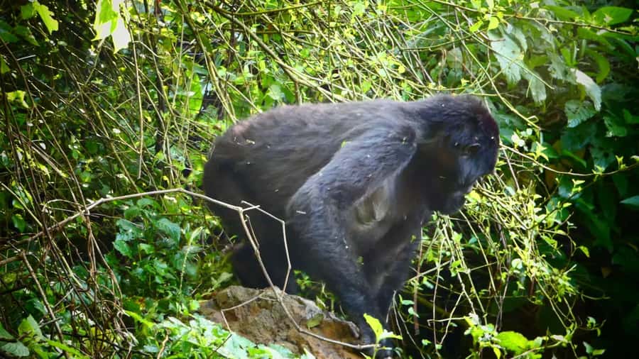 From Kigali: 2-Day Gorilla Trek in Bwindi - Day 2: the ranger briefing sets the tone