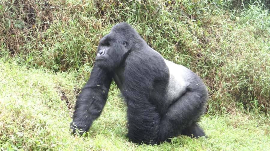 From Kigali: 2-Day Gorilla Trek in Bwindi - Into Bwindi: tracking through dense foliage, guided and intentional