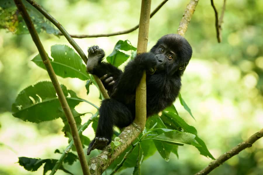 From Kigali: 2-Day Gorilla Trek in Bwindi - The one-hour gorilla encounter: why etiquette matters