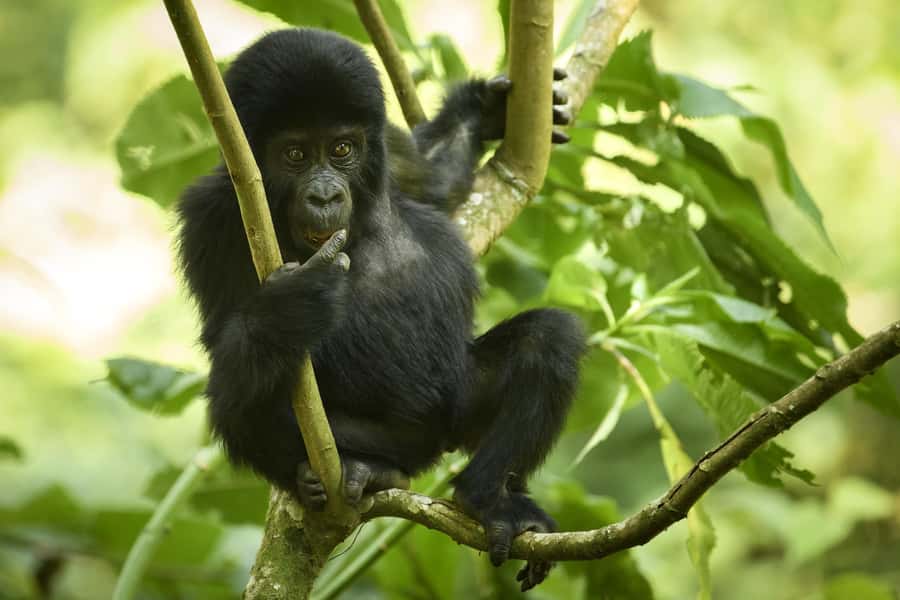 From Kigali: 2-Day Gorilla Trek in Bwindi - After the trek: debrief and the drive back to Kigali