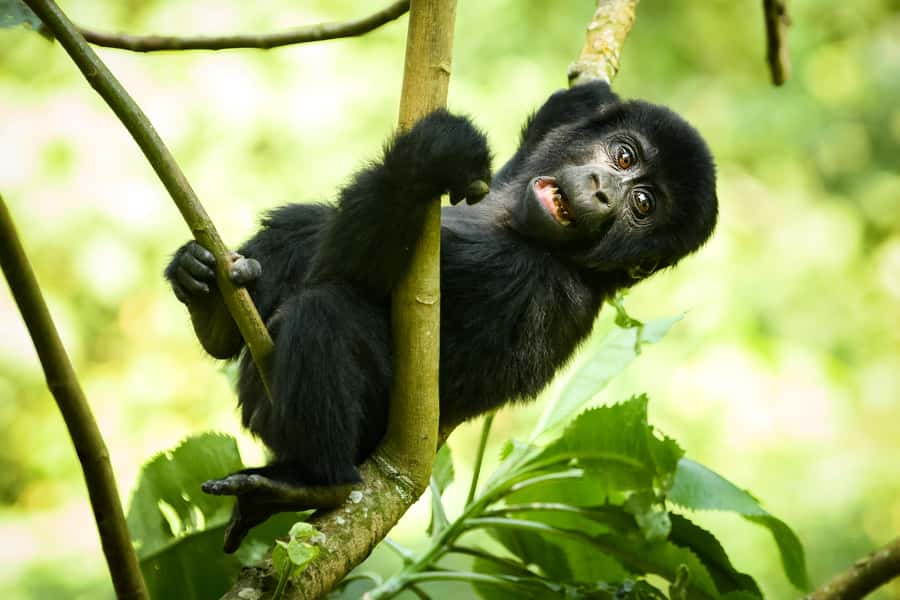 From Kigali: 2-Day Gorilla Trek in Bwindi - Small-group feel: private or small groups, bigger impact