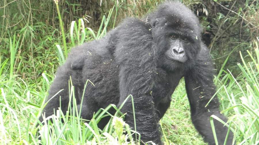 From Kigali: 2-Day Gorilla Trek in Bwindi - Border crossing and what’s actually included