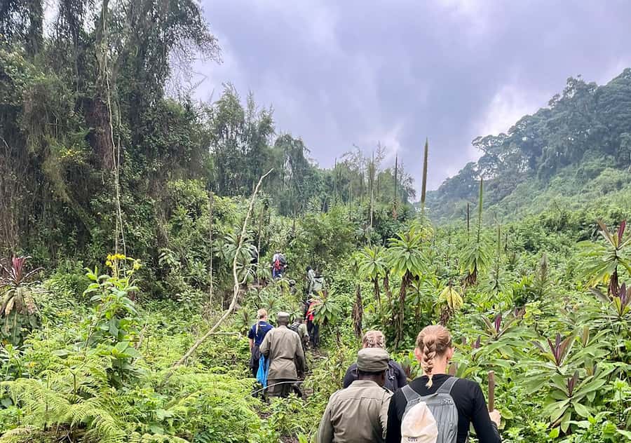 From Kigali: Bisoke Summit Trek, Crater Lake 1 Day Safari - Kinigi briefing inside Volcanoes National Park: what “organized” feels like