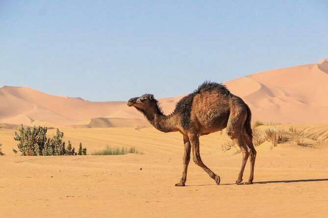 From Marrakech: 3 Days Desert Tour To Merzouga Camp & Camel Trek - Dades Gorges Guesthouse Night: Morocco’s Valley Life