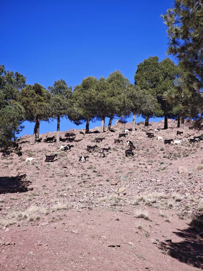 From Marrakech: Aourirt N’ouassif Summit Day Hike & Trek - Key takeaways before you go