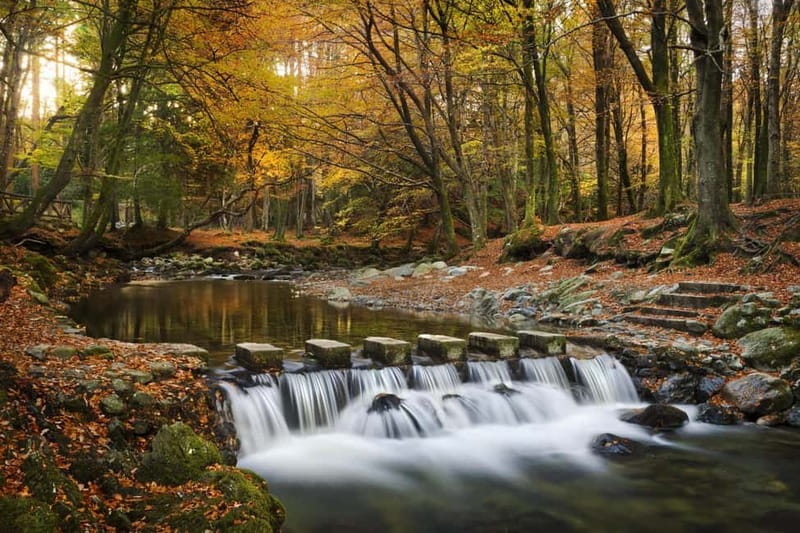 From Newcastle: Game of Thrones Tollymore Forest Trek - Key highlights you’ll feel on the walk