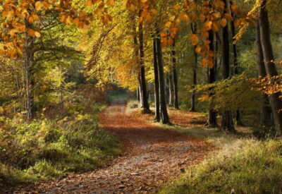 From Newcastle: Game of Thrones Tollymore Forest Trek - Your route through the three filming spots that matter