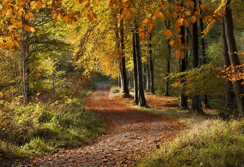 From Newcastle: Game of Thrones Tollymore Forest Trek - Your route through the three filming spots that matter