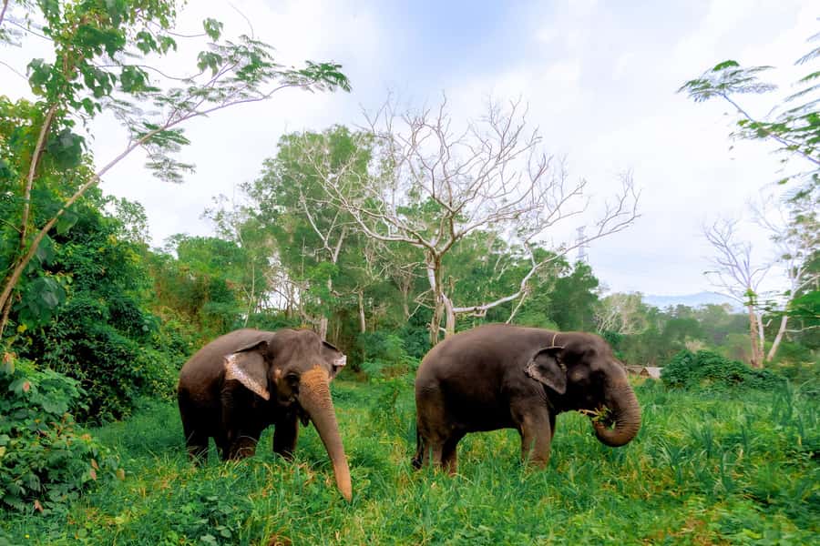 From Phuket: Ethical Elephant Interactive Trek and Tour - Key things that make this tour worth your time