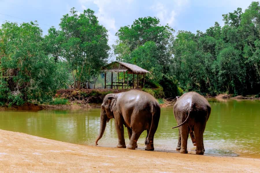 From Phuket: Ethical Elephant Interactive Trek and Tour - Lake Phuket Elephant Sanctuary, the ethical way to do elephants