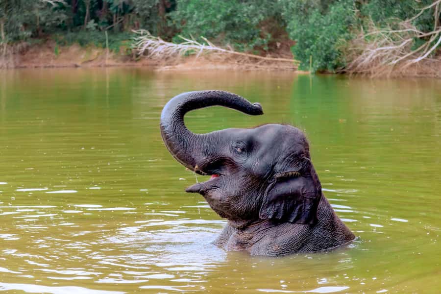 From Phuket: Ethical Elephant Interactive Trek and Tour - Arriving around 8 AM: snacks, stories, and how elephants live