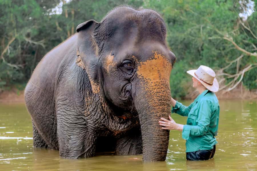 From Phuket: Ethical Elephant Interactive Trek and Tour - Jungle time with free-roaming elephants: what you can do on the ground