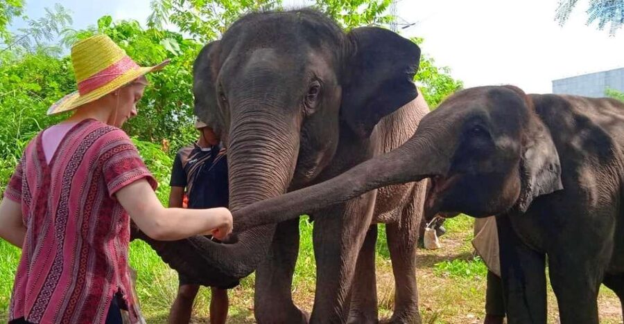 From Phuket: Ethical Elephant Interactive Trek and Tour - Mud spa with elephants: messy fun with a practical purpose