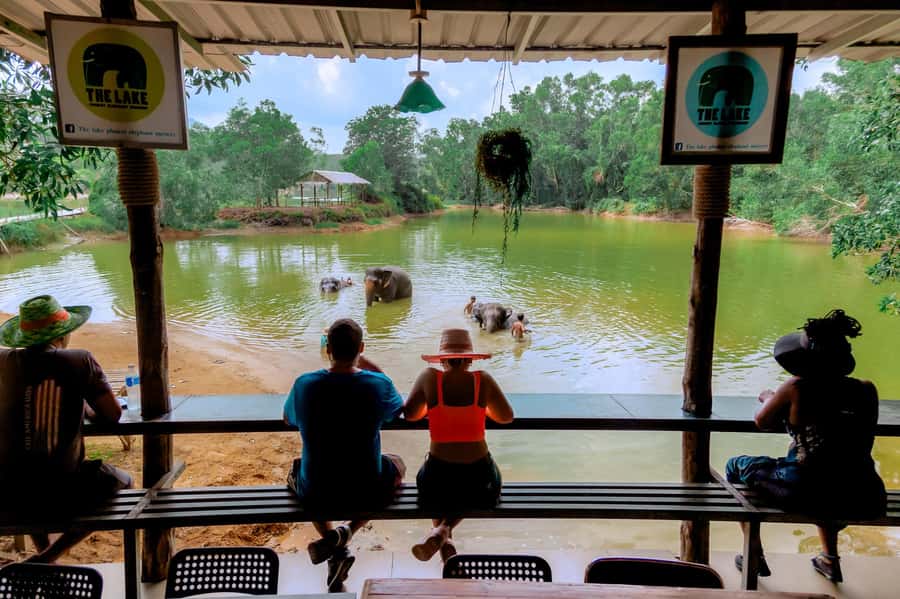From Phuket: Ethical Elephant Interactive Trek and Tour - Walking to the river bath: swim, brush, and watch them play