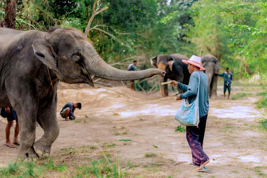 From Phuket: Ethical Elephant Interactive Trek and Tour - Early pickup and a 7-hour day that actually has breathing room