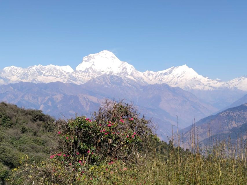 From Pokhara: 10-Day Poon Hill and Annapurna Base Camp Trek - Day 3: The Early Climb to Poon Hill and Down to Tadapani