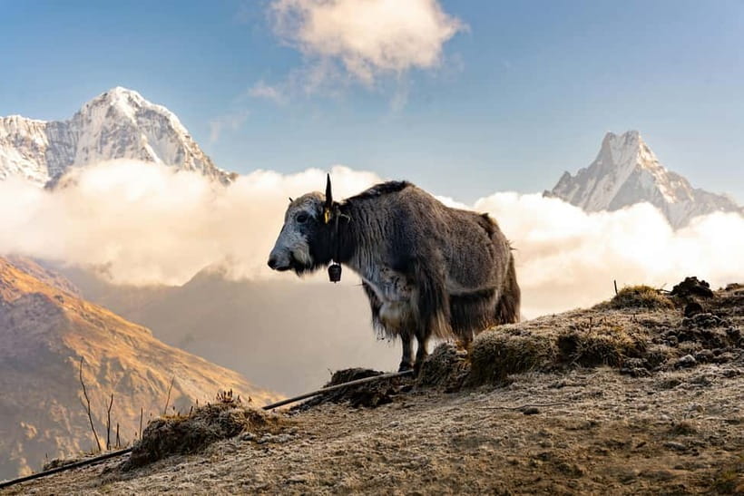 From Pokhara: 4-Day Mardi Himal Base Camp Trek - Sunrise Push to Mardi Viewpoint and the Base Camp Choice
