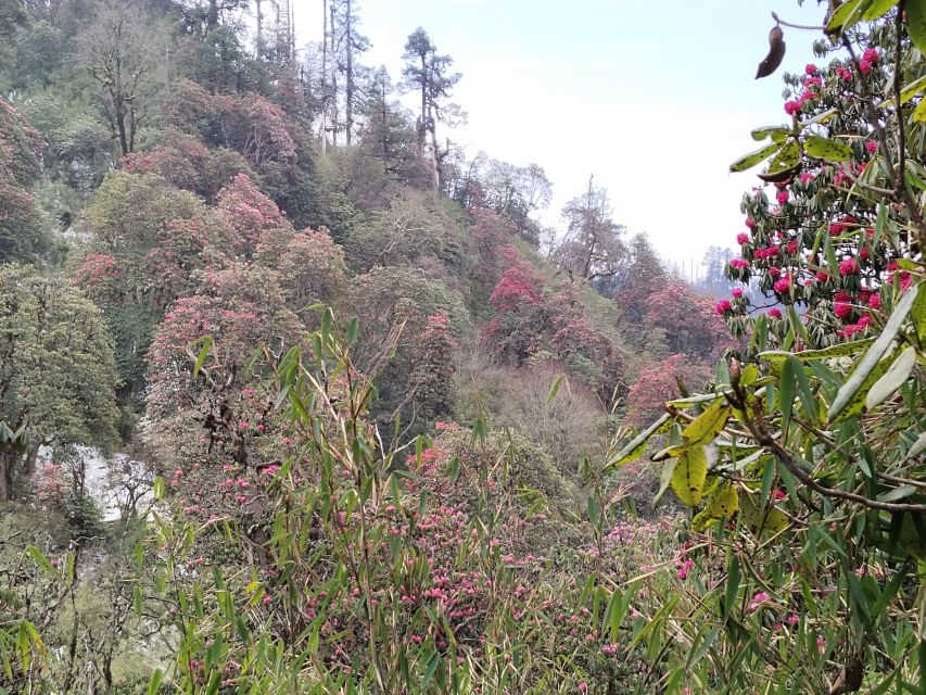 From Pokhara: Budget 2 Night 3 days Poon hill trek - Teahouses and meals: cozy, but expect simple