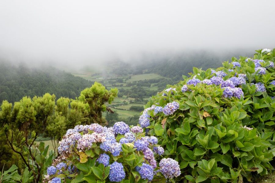 From Ponta Delgada: Vista do Rei to Sete Cidades Guided Trek - The Walking Style: 2.5 Hours of Views, Not a Big Fitness Test