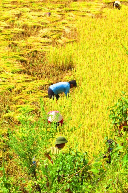From Sapa: Waterfalls, Trekking and Tribal Villages Tour - Ban Khoan to Ta Phin: The trek through rice paddies and tribal villages