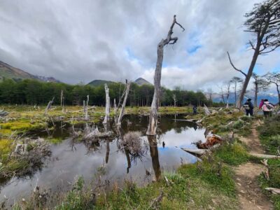 From Ushuaia: Tierra del Fuego Emerald Lagoon Trekking Tour - Pickup from Ushuaia: getting started without the stress