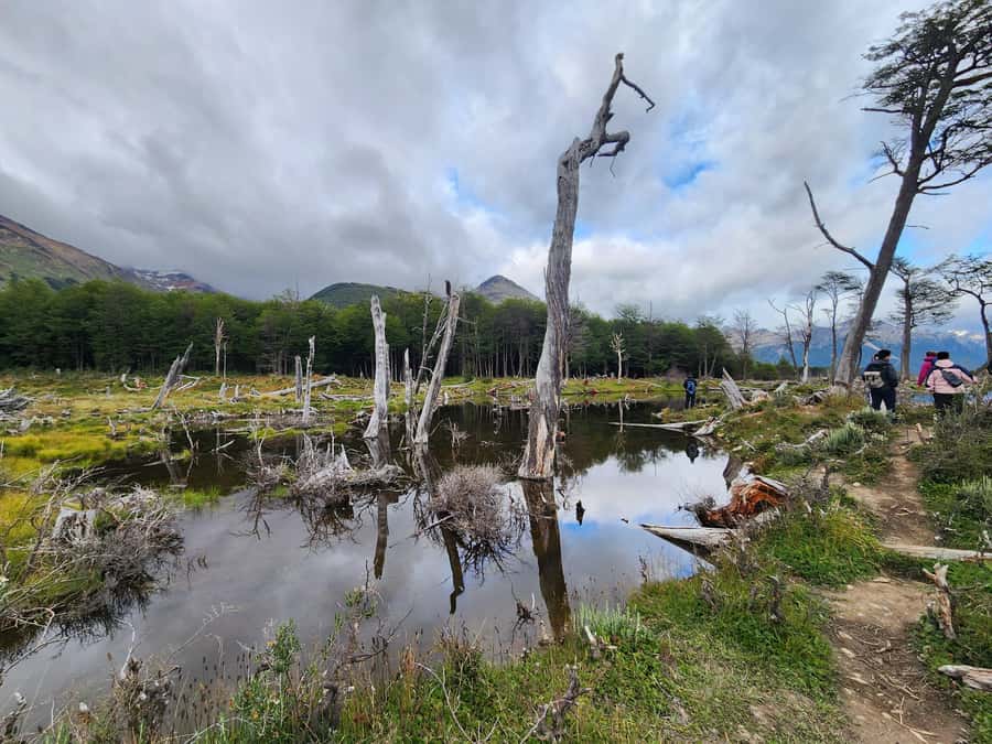 From Ushuaia: Tierra del Fuego Emerald Lagoon Trekking Tour - Pickup from Ushuaia: getting started without the stress