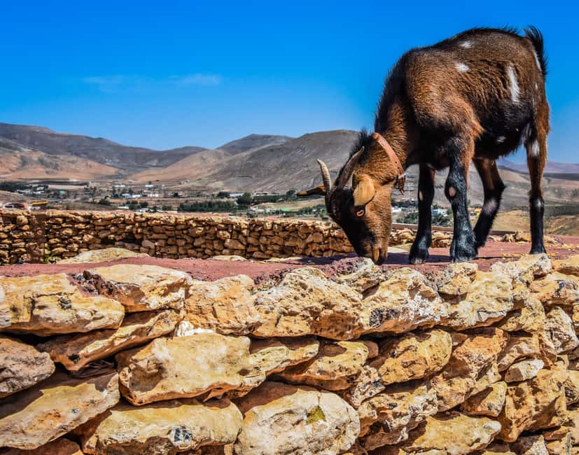 Fuerteventura: Guided Trekking Tour with Island Goats - Key Highlights You’ll Actually Notice