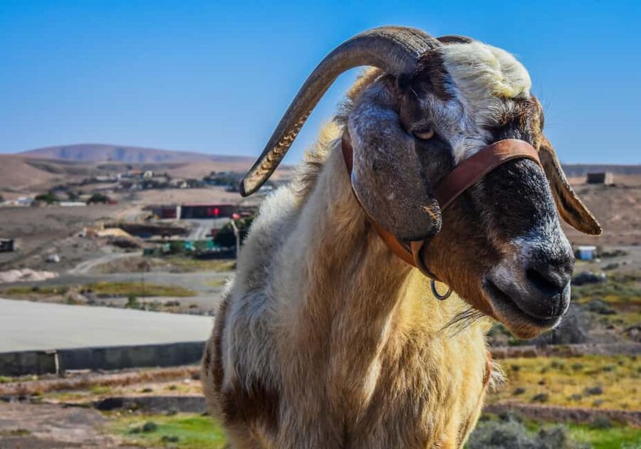 Fuerteventura: Guided Trekking Tour with Island Goats - From Pickup to Trailhead: How the South-Island Routing Works