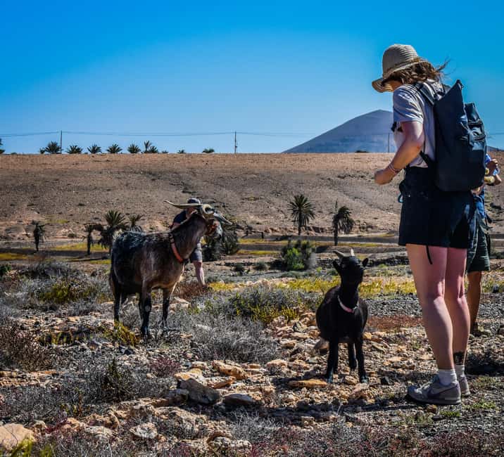 Fuerteventura: Guided Trekking Tour with Island Goats - The 3-Hour Guided Hike: Rough Ground, No Marked Paths, and Big Views