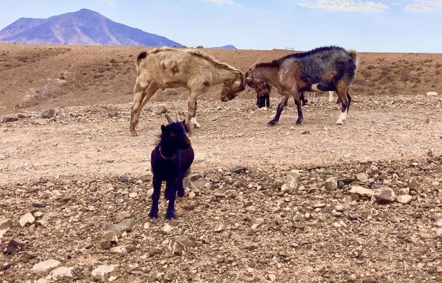 Fuerteventura: Guided Trekking Tour with Island Goats - What to Bring: Sun Protection and Closed-Toe Shoes Are Non-Negotiable