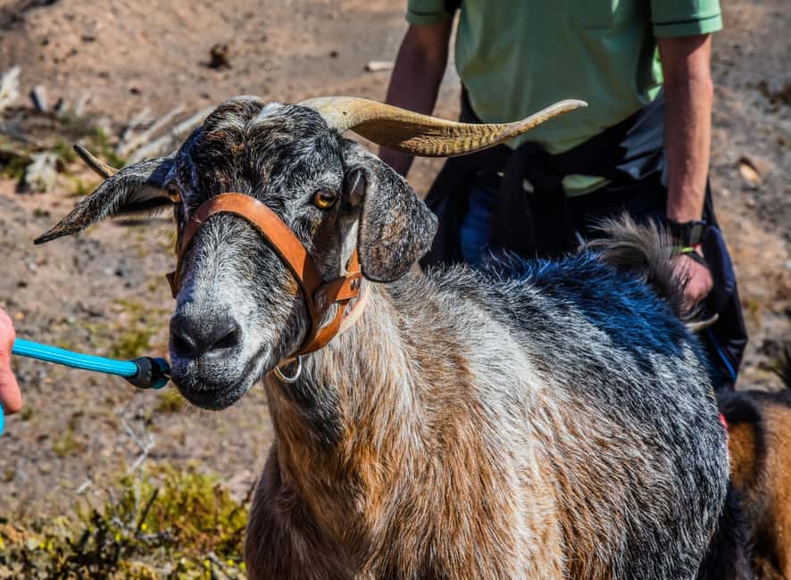 Fuerteventura: Guided Trekking Tour with Island Goats - Price and Value: Is $77 Worth It?