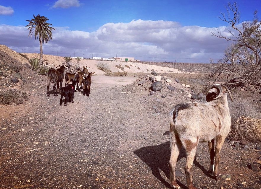 Fuerteventura: Guided Trekking Tour with Island Goats - Who This Tour Fits (and Who Should Skip It)