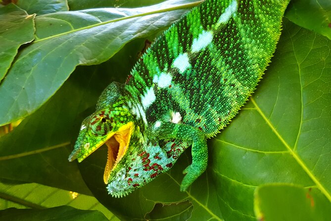 Full-day jungle trek on Nosy Komba (Lemur island) with the Black Lemur Sanctuary - Key highlights before you go