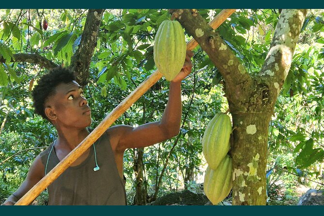 Full-day jungle trek on Nosy Komba (Lemur island) with the Black Lemur Sanctuary - The village art stop: supporting local creativity