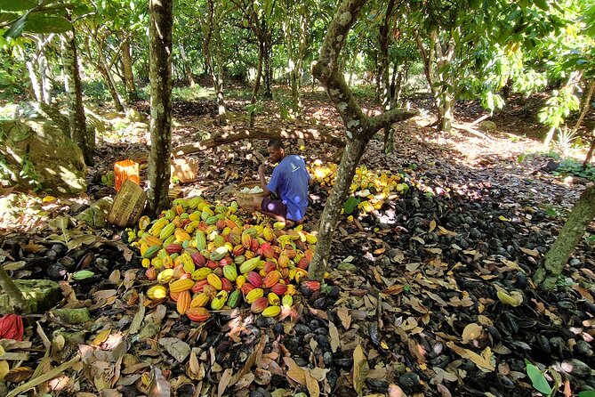 Full-day jungle trek on Nosy Komba (Lemur island) with the Black Lemur Sanctuary - Price and value: is $232.29 worth it?