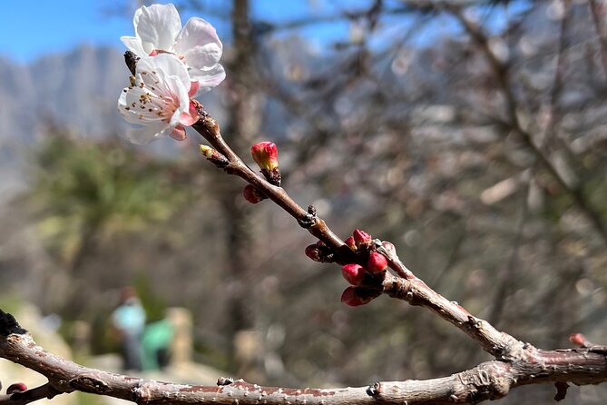 Full Day Tour from Wakan to Jebel Akhdar Trekking - Jebel Akhdar’s pomegranates and rose-water traditions
