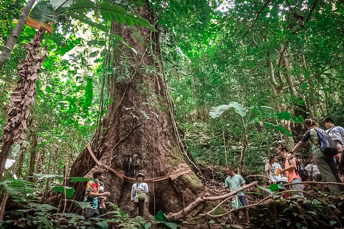 Full-Day Trekking and Sightseeing Tour in Mae Kampong - Getting to Mae Kampong: the 8:00am start and the forest drive