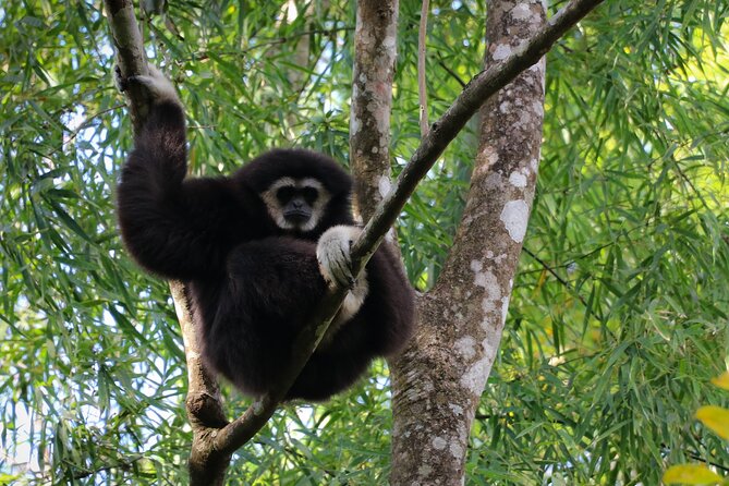 Full-Day Trekking and Sightseeing Tour in Mae Kampong - Rehabilitated gibbons: when the forest turns into a real encounter