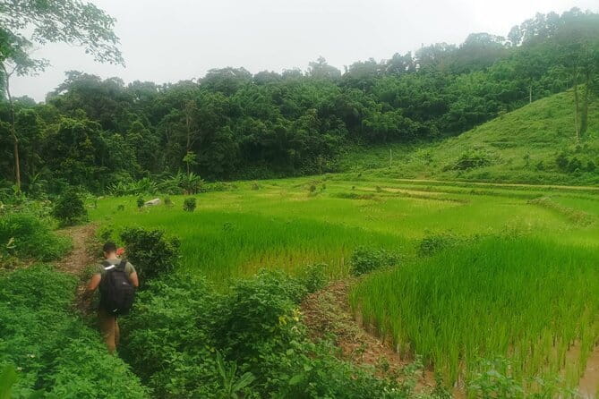 Full Day Trekking & bamboo cooking Tour in Chiang Rai - Where your Chiang Rai day begins: Doi Hang and the forest start
