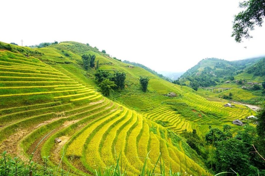 Full Day Trekking Lao Chai-Ta Van and Cat Cat Village - Key things I’d plan around before you go
