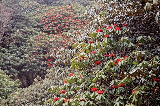 Ghorepani Poon Hill Trek - Price and what $399.67 buys you in real value