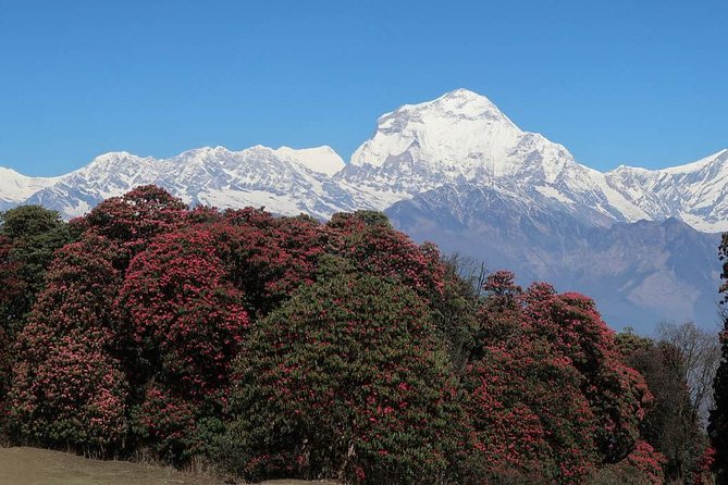 Ghorepani Poonhill Trek -8 Days - Day 7: Cable car access at Kurintar, then the return to Kathmandu