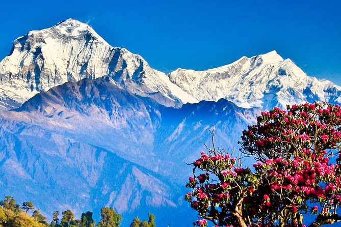 Ghorepani Poonhill Trek -8 Days - Day 8: Airport transfer and time to plan what’s next