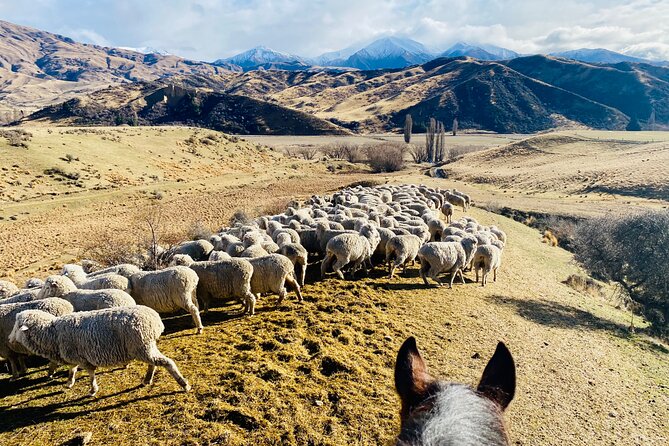 Gold Discovery Trail Horse Trek Cardrona - Most popular! - Photos, Souvenir Options, and What to Plan for