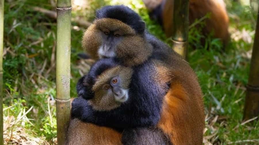 Golden Monkey Trekking with lunch - How the Kigali-to-Volcanoes Drive Sets the Tone